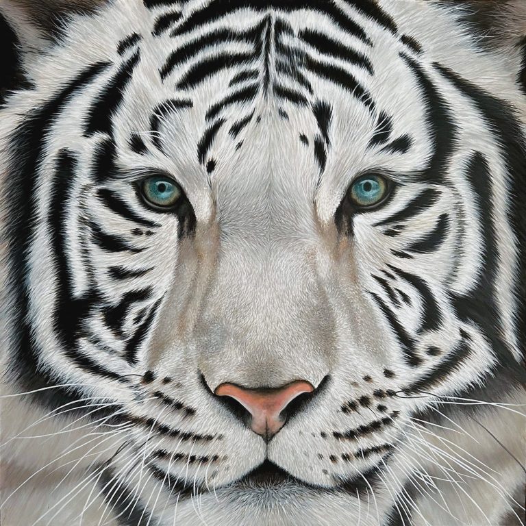TABLEAU TIGRE BLANC